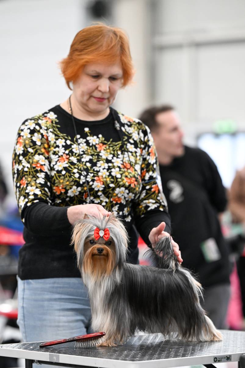 UNA AMBER ROSE ENDLESS LOVE &mdash; Labaza DogPedigree YorkshireTerrier